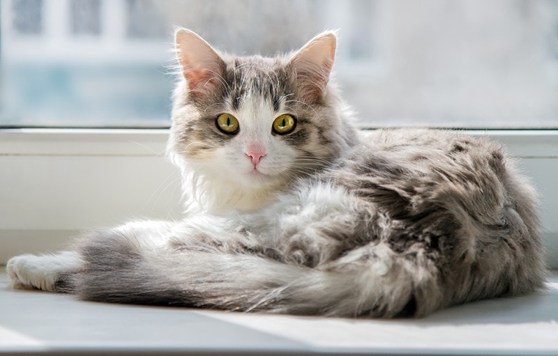 cat lying on the windowsill