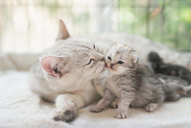 american shorthair cat kissing her kitten