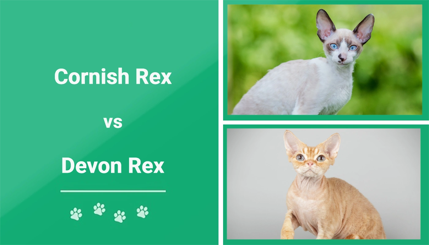 Cornish Rex vs Devon Rex - Featured Image