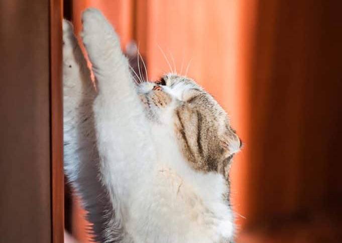 a cat scratching door