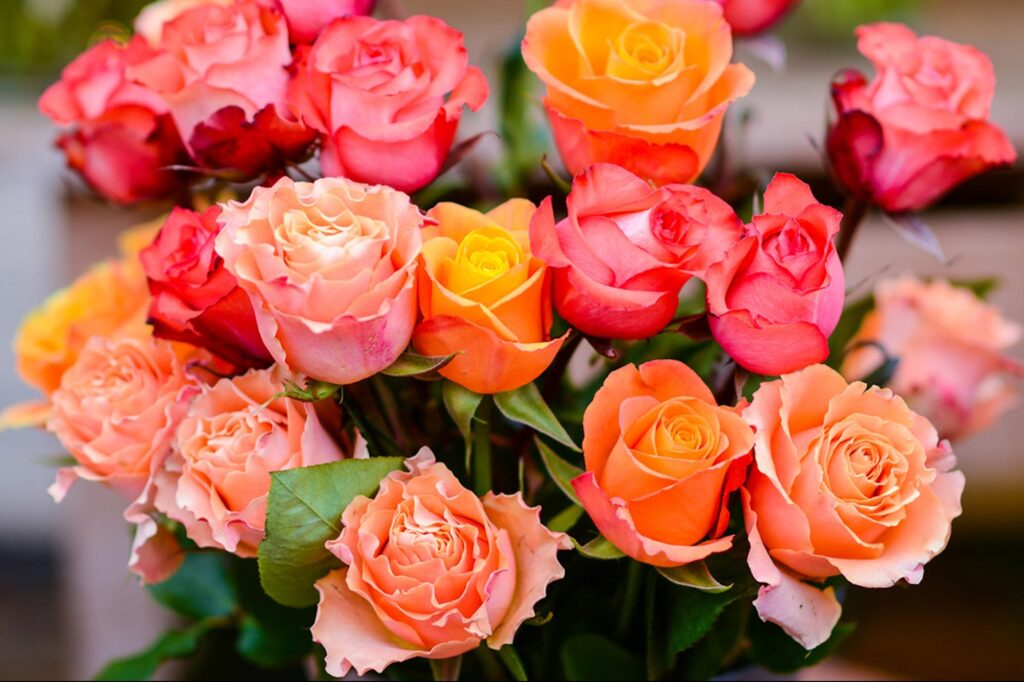 Get Two Dozen Roses Delivered Anywhere in the Continental U.S. for Mother's Day