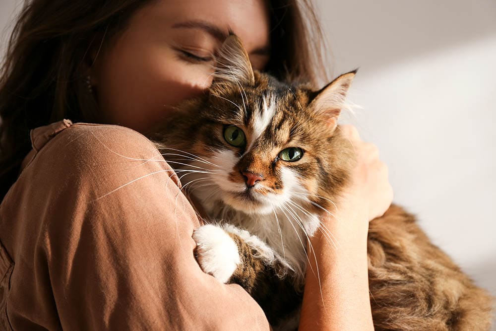 Young woman holding cute siberian cat with green eyes