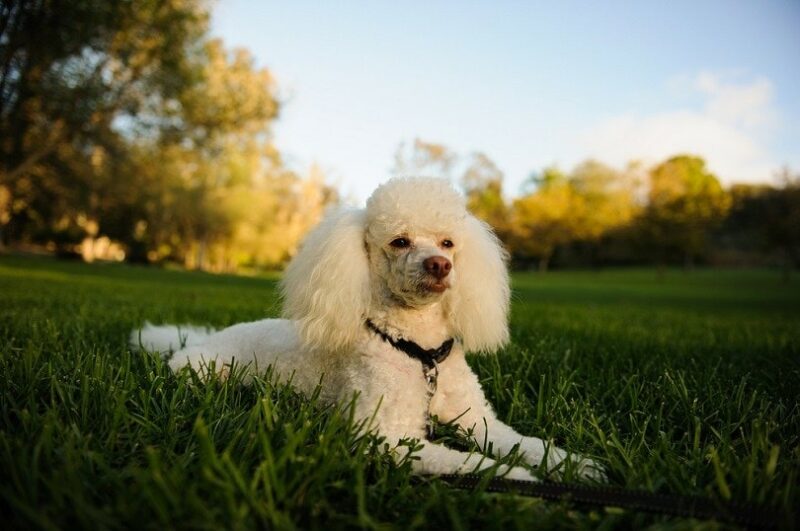 Miniature Poodle on grass