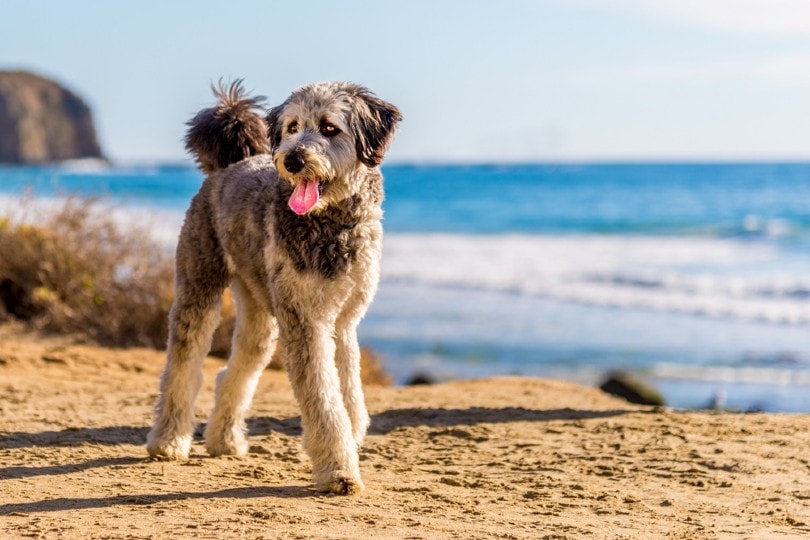 Aussiedoodle at the beach