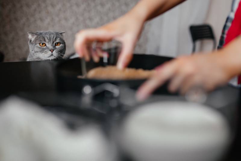 gray scottish cat watches as a girl cooks in the kitchen