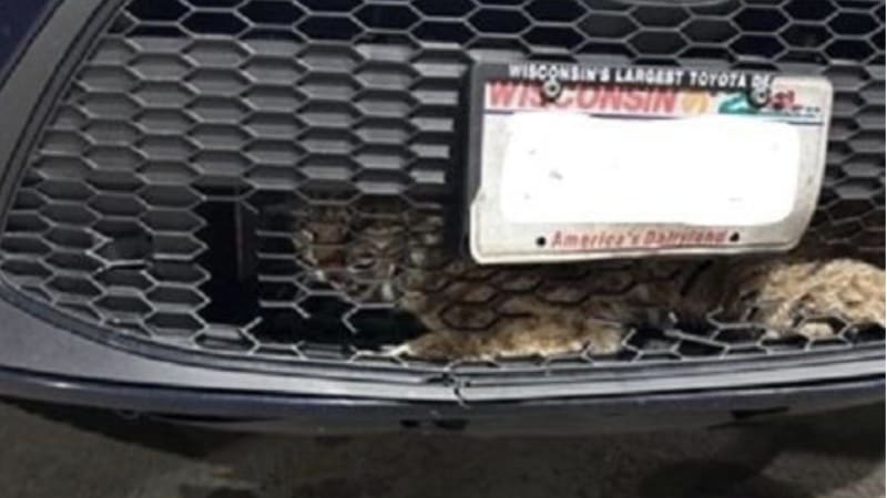 'I have a bobcat in my car': Watch as a game warden gets it out
