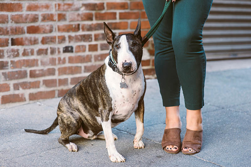 spotted Bull Terrier sitting beside a woman near a wall