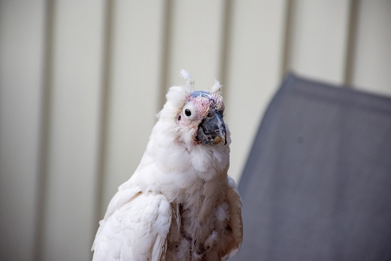 cockatoo bird suffering from psittacine beak and feather disease