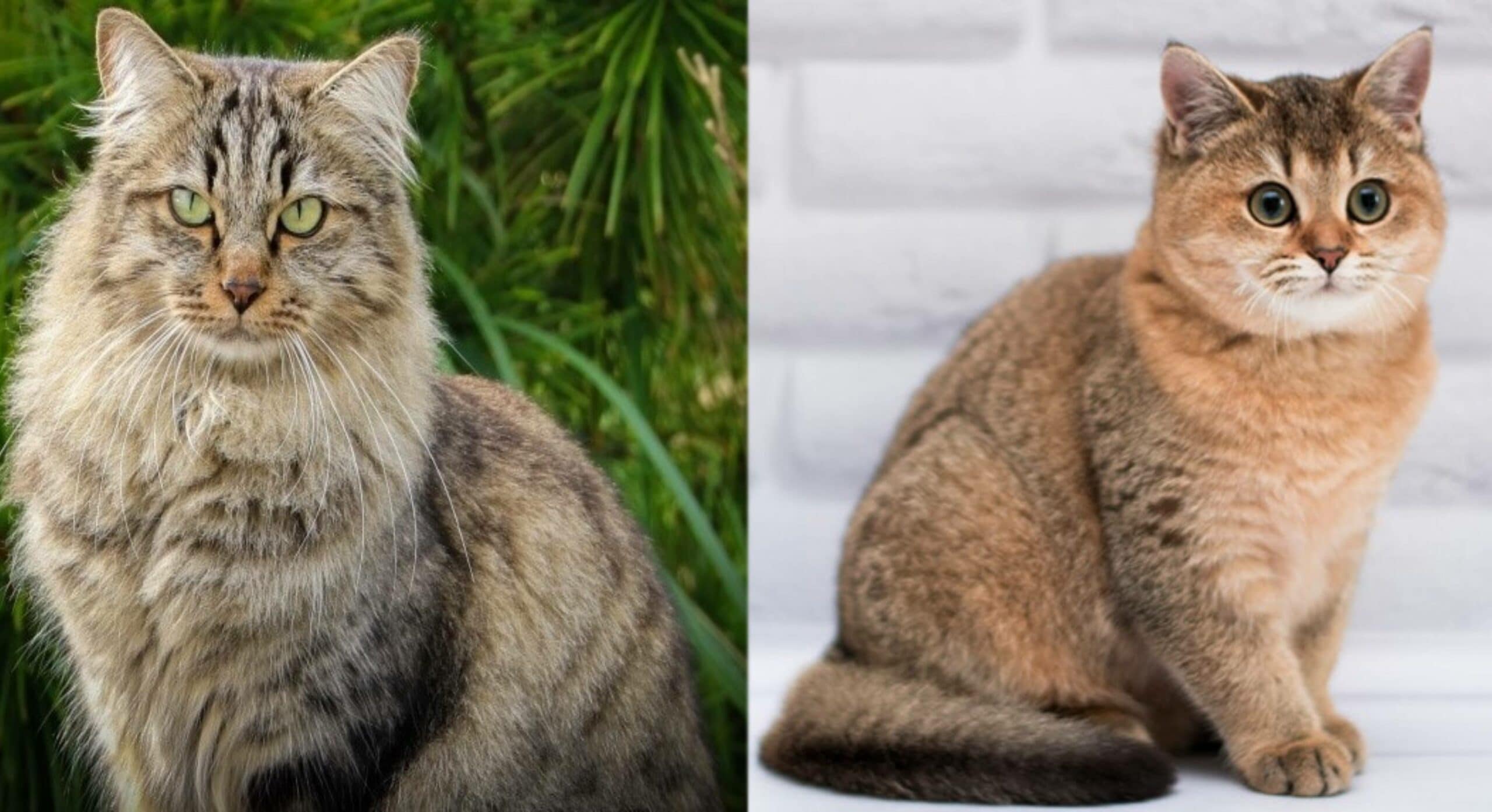 Siberian Munchkin Cat: Pictures, Care Guide, Temperament & Traits