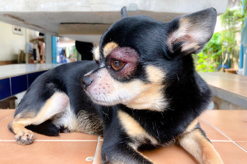 Chihuahua with bump around its eye
