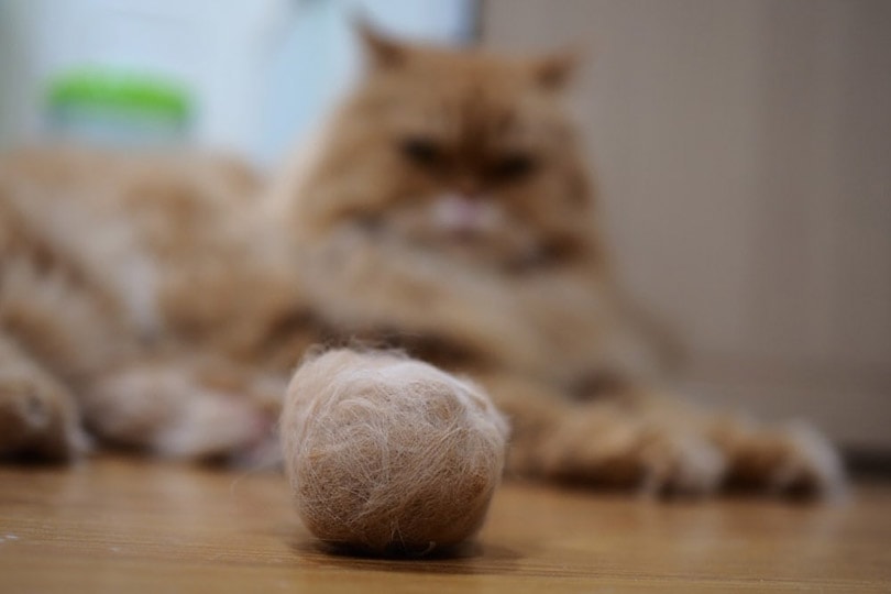cat hairball