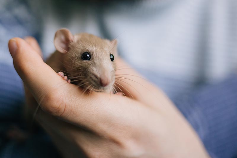 Male hands hold a beige decorative rat with white paws