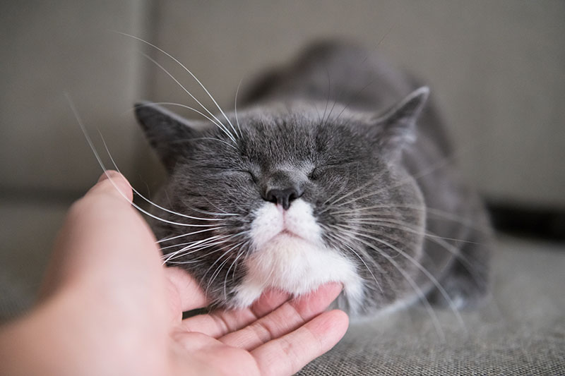 scratching cats chin
