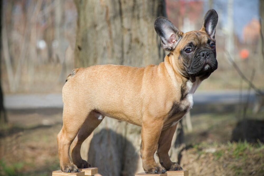 Why Does a French Bulldog Get Skin Lumps? Our Vet Explains