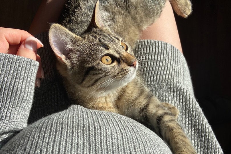 a tabby cat lying on pregnant womans lap