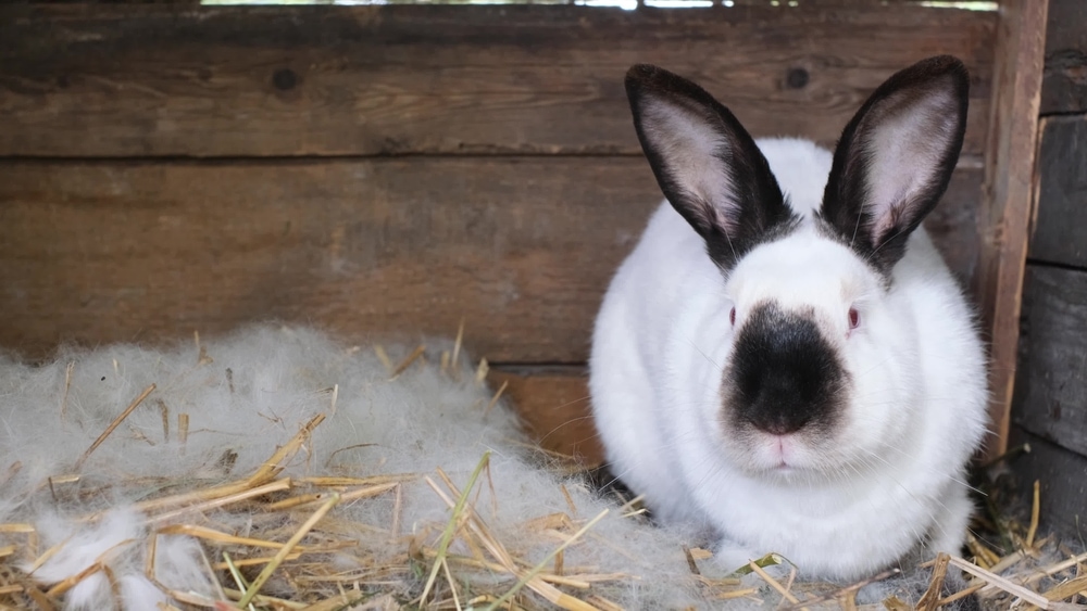 Why Is My Rabbit Pulling Their Fur Out? 8 Vet Reviewed Reasons