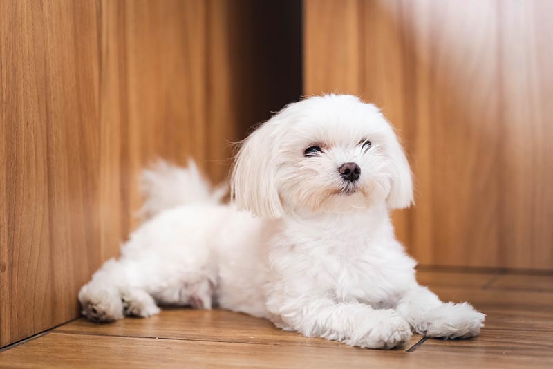 Adorable Young White Teacup Maltese Chilling in the Loving House