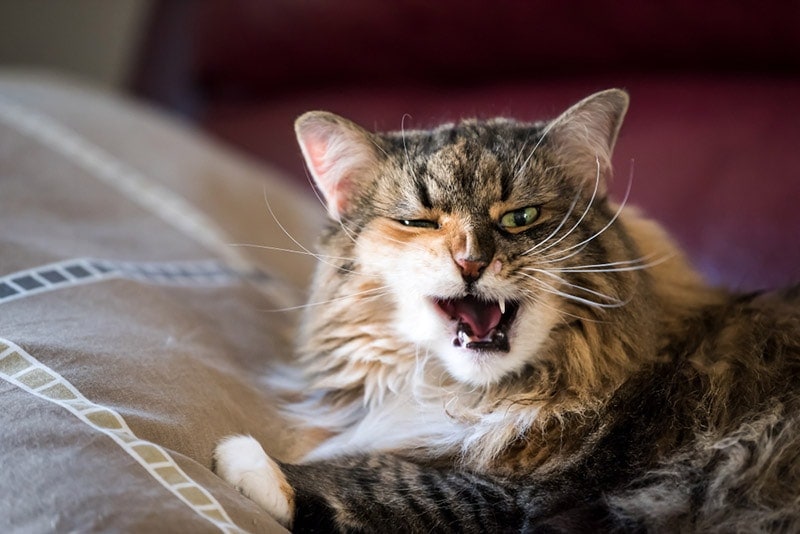 maine coon cat in pain