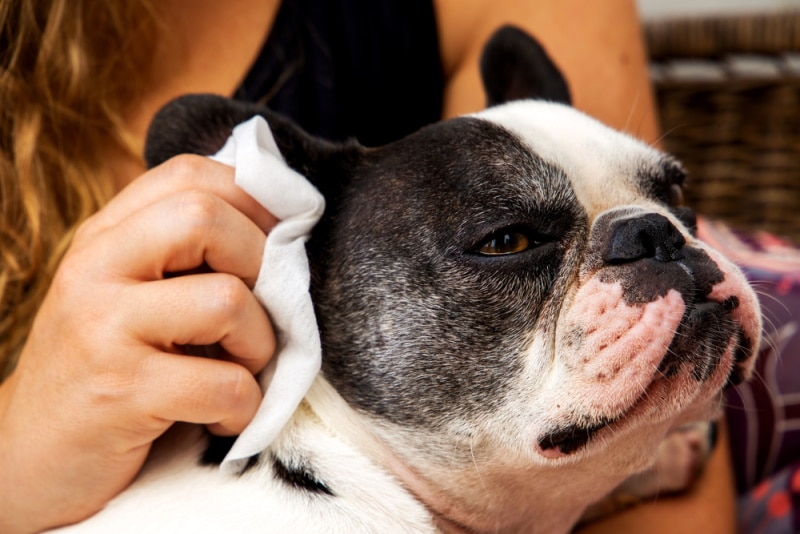 woman cleaning french bulldog ears