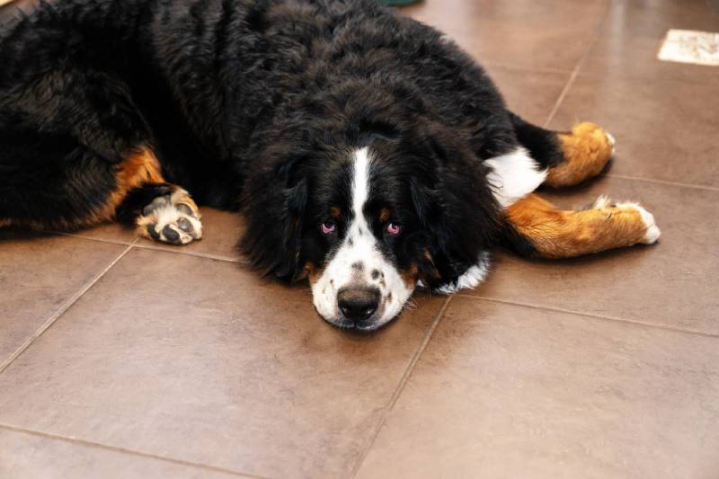 bernese mountain dog lying on the floor with droopy red lower eye lid due to skin looseness