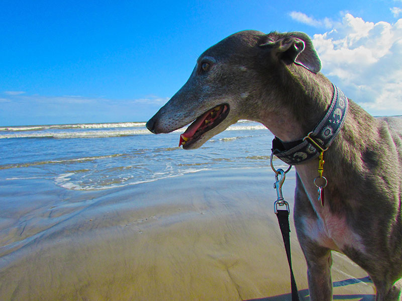 Greyhound on the beach in Galveston Texas