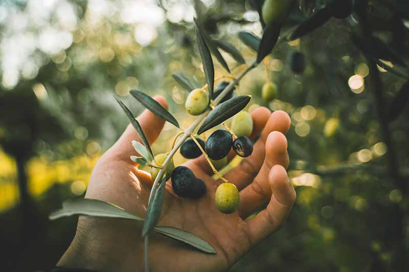 Hand picking green and black olives on the branch tree