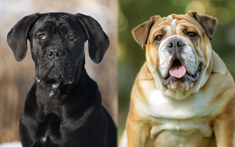 Parent breeds of Cane Corso English Bulldog Mix - Featured Image