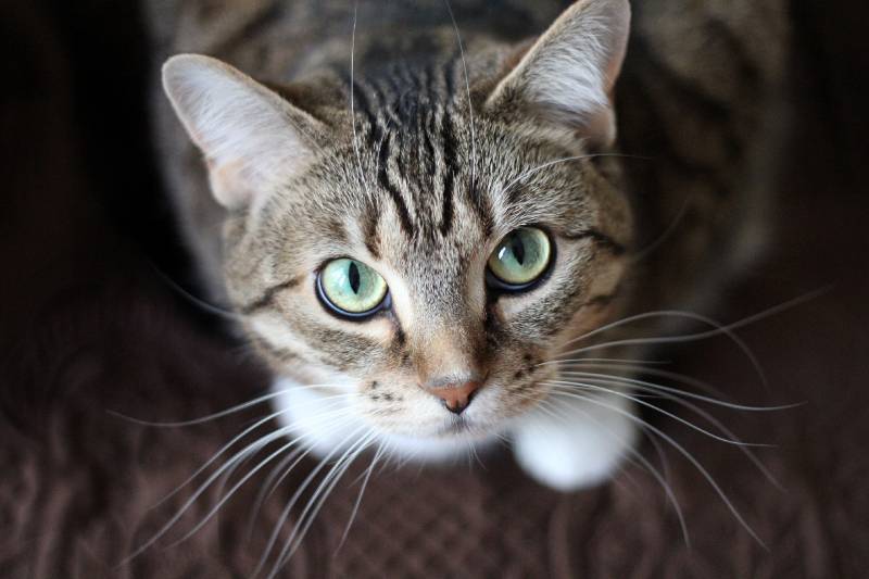 close up of cat with long whiskers looking at the camera