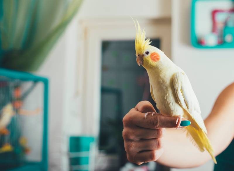 cockatiel bird sitting on owners finger
