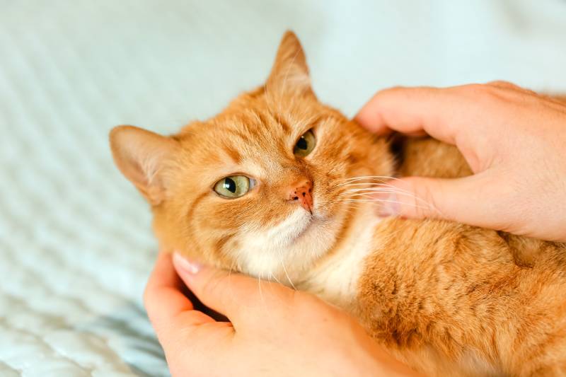 owner stroking and scratching orange cats face