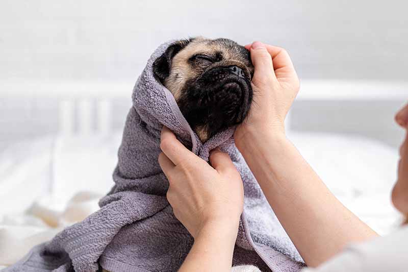 wiping pug with towel after shower