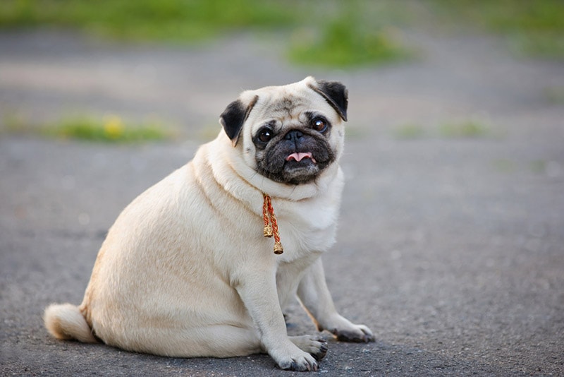 fat pug sitting on sidewalk
