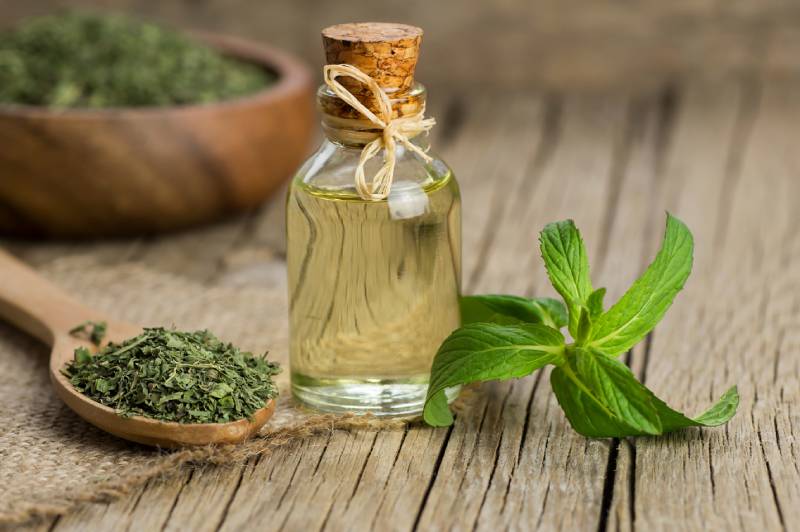 Glass bottle of peppermint essential oil with fresh green mint leaves and dried mint on rustic background