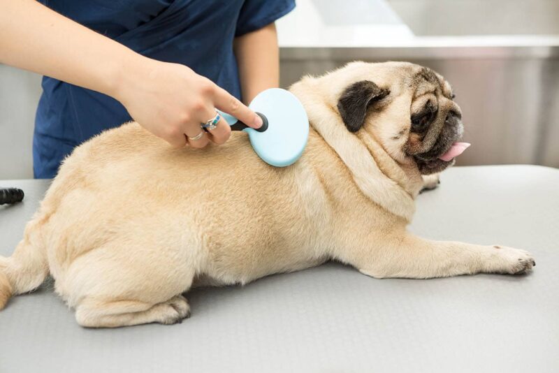 brushing a pug