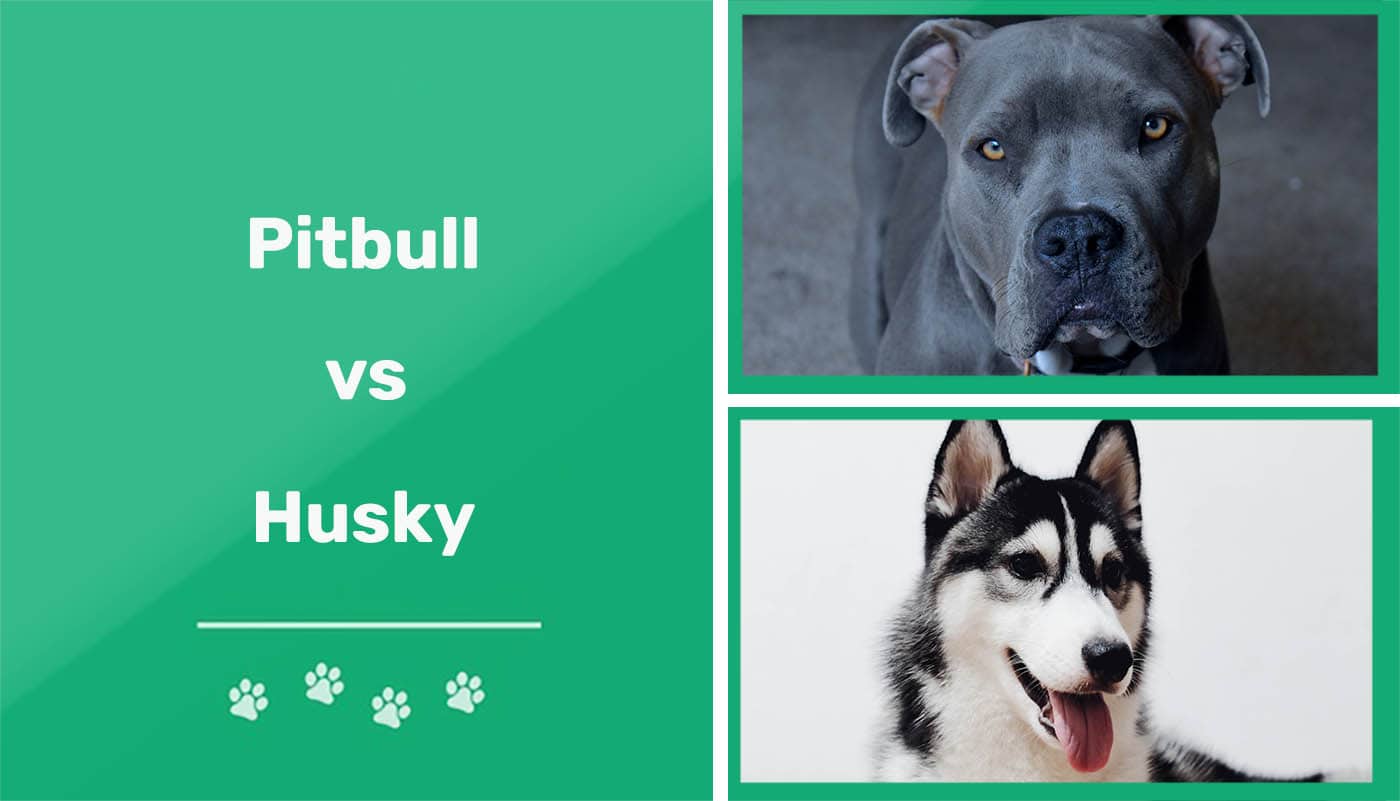 Pitbull vs Husky