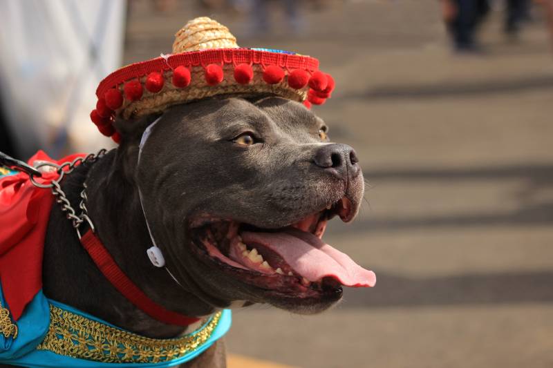 pit bull dog looking happy and proud wearing a mexican hat and costume