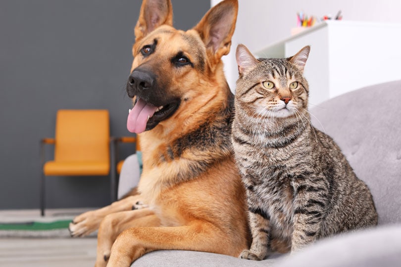 cat and dog resting together on sofa indoors