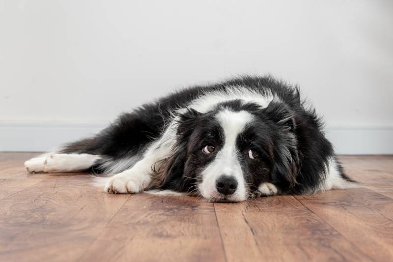 sad and worried border collie dog lying on a wood floor