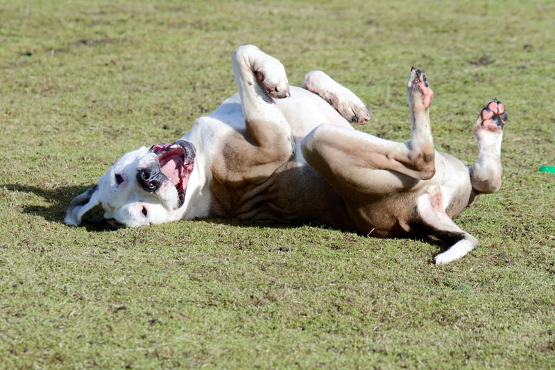 mastiff dog rolling on the grass