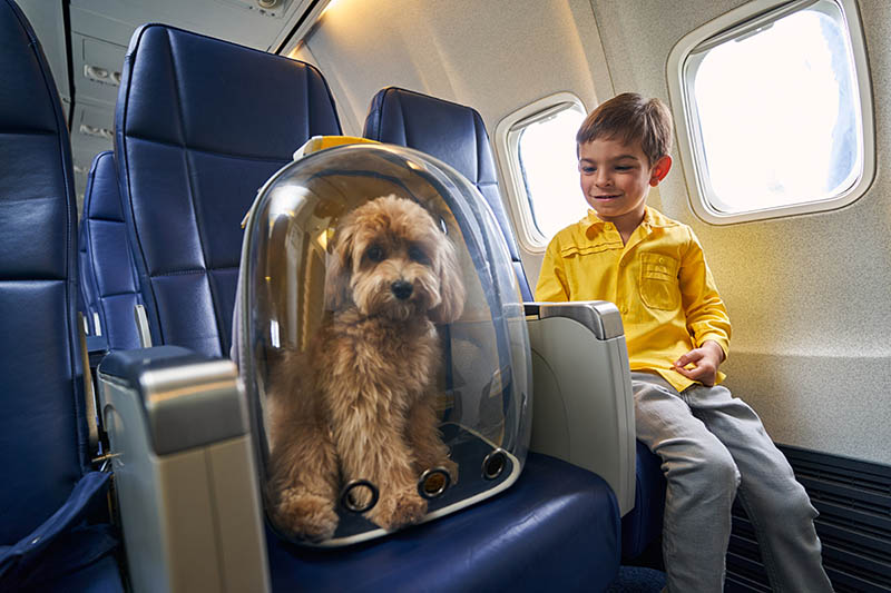 dog inside a carrier sitting beside a child traveller