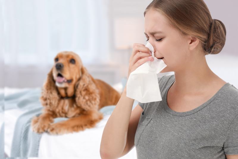 woman having an allergy to a Cocker Spaniel dog