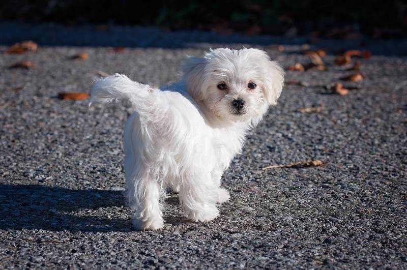 maltese puppy looking back