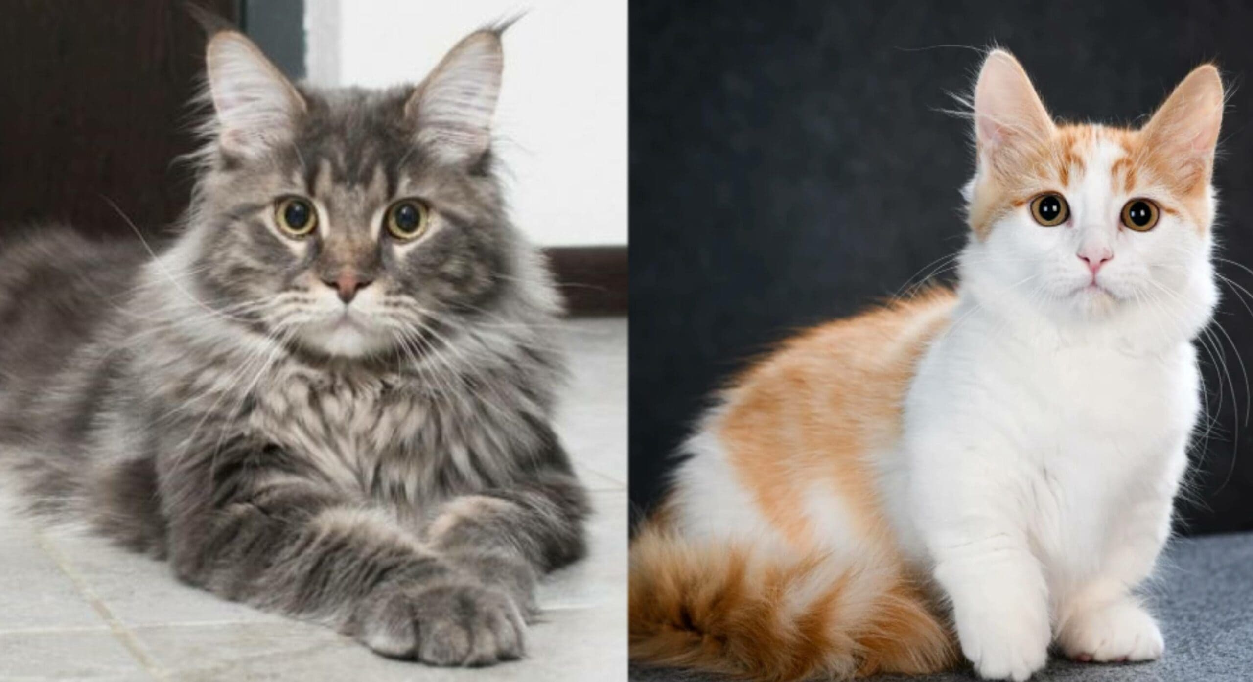 Maine Coon Munchkin Breed Info: Pictures, Temperament & Traits