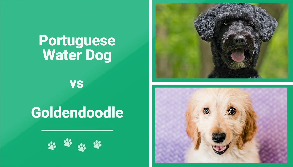 Portuguese Water Dog vs Goldendoodle - Featured Image