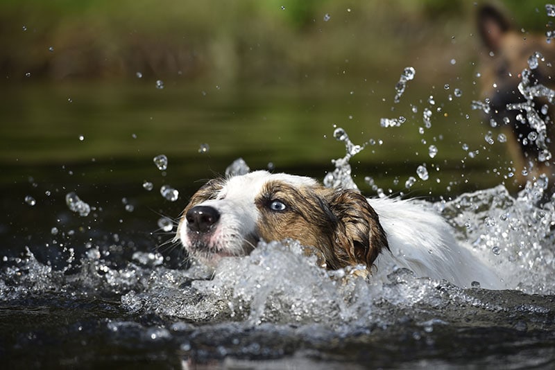 Border Collie purebred dog swimming in a river