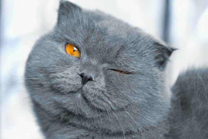 scotitish fold grey cat winking